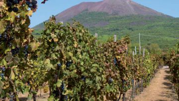 Vesuvius and Vineyard