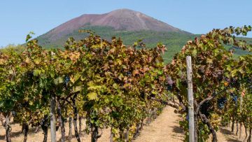 Pompeii & Vesuvius Experience Fast Track with Easy Lunch